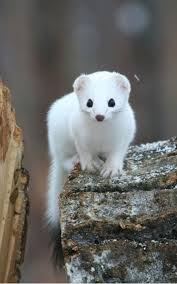 White Stoat Mustela Erminea Cute Animals Cute Ferrets Animals Beautiful