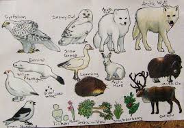 Tundra Food Web Animals Abiotic Cute Animals