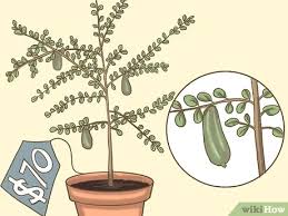 Take care not to over water! How To Grow Finger Limes 14 Steps With Pictures Wikihow