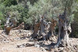 Olivos Mallorquines Los Milenarios Centinelas De La Isla Olivo Arbol De Acuarela Plantas Jardin