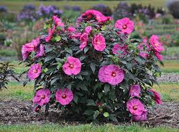 Image result for Hibiscus platycalyx