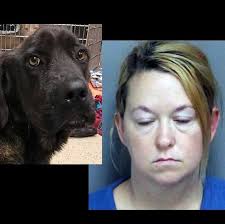 Third horrific animal abuse case in last few weeks in same Upstate county  leads to push for new laws