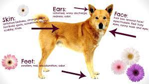 Allergies Beattie Pet Hospital