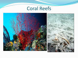 Corals and coral reefs are crucial part of marine ecosystem. Coral Reefs Ppt Download