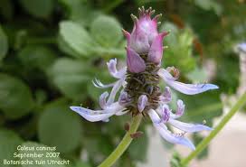 Image result for Coleus caninus