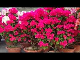 Hybrid dari bunga bougainvillea glabra dan bougainvillea peruviana ini cocok ditanam di halaman rumah, pekarangan, kebun di atap rumah, bahkan sebagai tanaman rambat di dinding. Jangan Dibuang Bunga Bougenville Yang Rontok Dan Ini Manfaatnya Youtube