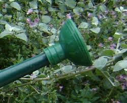 You can even blend or tailor it to ensure it's suitable for your needs and problems. Watering Can Rose Green Gardener