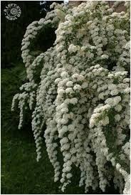 Per scegliere le piante ideali per siepi da giardino, per prima cosa dovrete avere chiara la funzione che andranno a svolgere. 8 Idee Su Siepi Da Giardino Siepi Da Giardino Giardino Siepi