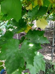 Image result for Uncinula necator