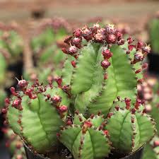 Image result for Euphorbia