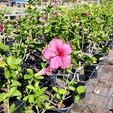 Image result for Hibiscus meyeri