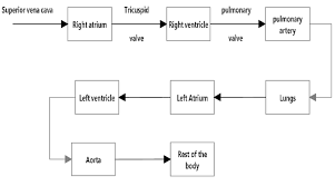 Maybe you would like to learn more about one of these? Blood Circulation Through The Heart Download Scientific Diagram