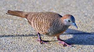 Kelebihan Perkutut Bangkok Serta Beda Perkutut Jantan Dan Betina Burung Betina