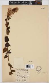 Image result for Microglossa pyrifolia