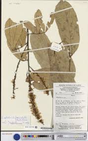 Image result for Leptoderris