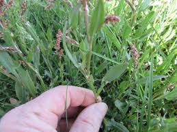 Image result for Rumex lanceolatus