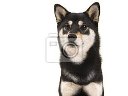 Shiba inu (shib) price now is $0.000016 with a trading volume of $9 890 891 292 for the last 24 hours. Schwarz Und Tan Shiba Inu Hund Portrat Auf Einem Weissen Hintergrund Fototapete Fototapeten Shiba Inu Hunde Reinrassig Myloview De