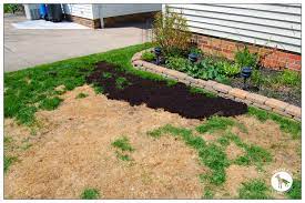 If a mould or fungus takes over it will kill the grass. Grass Seed Nikitaland