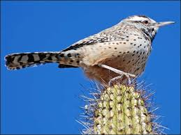 Unlike the smaller wrens, the cactus wren is easily seen. Wildlife Around Las Vegas Cactus Wren Campylorhynchus Brunneicapillus