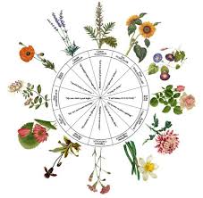 Zodiac Flowers Libra Flower Gemini Flower Constellation Tattoos