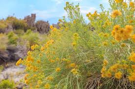 Image result for Tacazzea rosmarinifolia