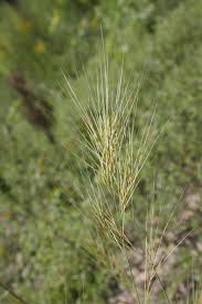 Image result for Sacciolepis spiciformis