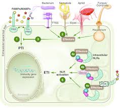 Diagram of chromoplast, created with. Schematic Of The Plant Immune System Pathogens Of All Lifestyle Download Scientific Diagram