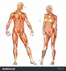 Female Muscle Anatomy Drawing