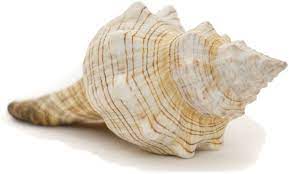 Verb (used with object) to take out of the shell, pod, etc.; Amazon Com Striped Fox Sea Shell Striped Fox Conch Sea Shells 6 7 Collector Shell 1 Piece Set For Display Or Decor Plus Free Nautical Ebook By Joseph Rains Garden Outdoor