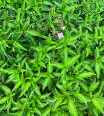 Image result for Barleria whytei