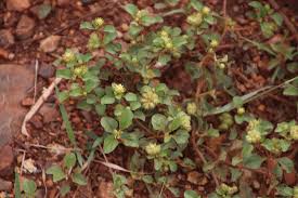 Image result for Acanthospermum australe