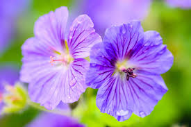 Creeping buttercup a tall weed with yellow flowers and six to nine petals, the creeping buttercup can get as tall as 50 cm. A Simple Guide To The Wildflowers Of Britain Country Life