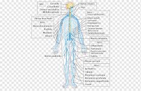 Ohne das nervensystem wären keine empfindungen oder bewegungen möglich. Peripheres Nervensystem Nerv Menschlicher Korper Zentrales Nervensystem Gehirn Abdomen Anatomie Winkel Png Pngwing