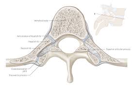 What might be the cause? Bone Tissue Amboss