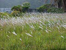 Jump to navigation jump to search. Imperata Cylindrica Wikipedia