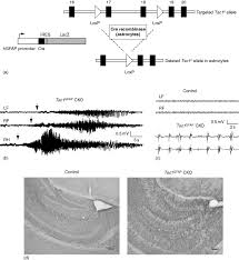 Tamoxifen is an estrogen analogue that binds with higher affinity than estrogen to altered estrogen binding domains. Cre Recombinase An Overview Sciencedirect Topics