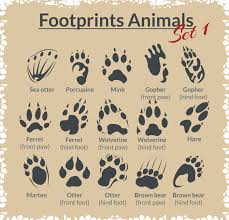 Tierspuren.net ist ein projekt um das bestimmen und spurenlesen von tierspuren zu erleichtern. Identifizierung Der Tierspuren Animal Footprint I D Diagramm Lipabar8