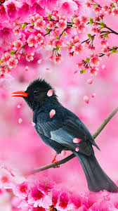 Birds Chirping In The Morning Quotes Cherry Blossom Pink Paradise Bird Chirp For A Lovely Morning Pink Petals Falling Pi Flower Phone Wallpaper Beautiful Nature Wallpaper Beautiful Wallpapers