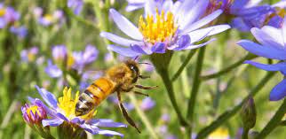 Check spelling or type a new query. Discovery Of Rna Transfer Through Royal Jelly Could Aid Development Of Honey Bee Vaccines University Of Cambridge