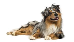 If you are looking to adopt or buy a aussie take a look here! Is The Australian Shepherd Corgi Mix A Good Family Dog K9 Web