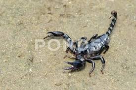 Image Of Emperor Scorpion Pandinus Imperator On The Ground Insect Animal Stock Photos Ad Pandinus Imperator Scorpio Animals Stock Photos Scorpion Image