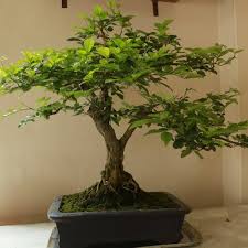 Ficus bonsai like temperatures that are consistently warm. Dhaka Bonsai Ficus Benjamina Repotting Facebook
