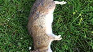 Dazu wird dem kalk eisenvitriol beigefügt. Ratten Im Garten Bekampfung Youtube