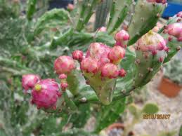 Image result for Opuntia monacantha