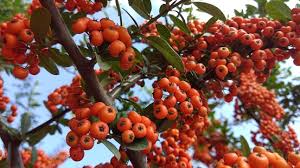 Image result for Pyracantha coccinea red column