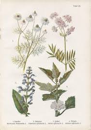 Vintage Botanical Illustration 1920s Chamomile Valerian Etsy Botanical Illustration Botanical Illustration Vintage Botanical Drawings