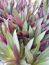 Maybe you would like to learn more about one of these? Rhoeo Dwarf Ground Covers Plants Ross Evans Garden Centre