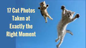 17 Cat Photos Taken At Exactly The Right Moment Cat Photos Pics Photography Fun Funny Cat Photo Cat Person Cats