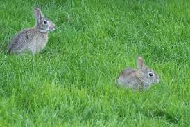 Obituary: Thomas Maxson