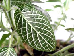 It is native to rainforests, so it is used to warm and moist environments. Fittonia Wikipedia